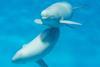 BEIS said that the QuietSea system would be fully effective at detecting cetacean species of specific concern