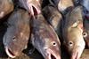 The new study considers four commercial fish species, including cod. © David Harding/Fotolia