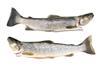 European trout