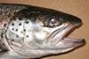 Atlantic salmon. Credit: WDFW