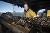 Cornish new dawn for UK aquaculture