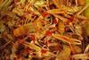 Iceland sets research quota for nephrops