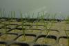 Seagrass seedlings growing underwater in the Centre for Sustainable Aquatic Research at Swansea University