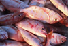 The study estimates that 32 billion kilograms of fish goes unreported every year