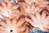 Japanese supermarkets and stores have been selling octopuses and whelks caught off Fukushima for the first time since March 2011. Credit: NOAA