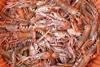 Langoustine is Scotland’s second highest value seafood product