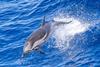 Common dolphin