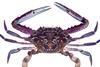Blue swimming crab. © State of New South Wales through Department of Trade and Investment, Regional Infrastructure and Services