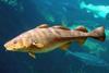 Iceland cod