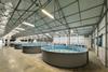 Inside Innovasea's Colorado aquaponics facility