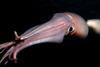 Jumbo flying squid
