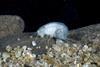 The newly discovered amphipod species. Photo: Nelson Boustead, NIWA