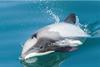 The Plan review will reassess natural and man-made risks facing Maui’s and Hector’s dolphins. Credit: NABU International
