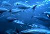 Pressure on IOTC over yellowfin tuna