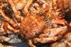 Russian king crab