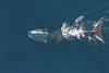 North Atlantic Right Whale