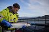 Scottish salmon farming