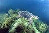 Loggerhead sea turtle