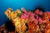 Chile's seamounts are home to abundant coral reefs and marine life Photo: Oceana/Eduardo Sorenson
