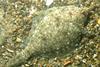 The yellowtail flounder Photo: NOAA