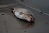 Dead fish animal farming cruelty