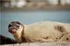 A €10,000 grant to the Irish Seal Sanctuary has been announced. Credit: Irish Seal Sanctuary