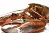 American lobsters potentially pose a threat to European lobsters Photo: Marine Scotland