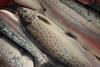 USAN specialises in supplying Scottish trout and salmon both domestically to Europe Photo: Usan Salmon Fisheries Ltd