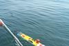 A torpedo-shaped autonomous underwater vehicle will be tested in Juneau waters to see if it can track the distribution, movements, and habitats of fish such as sablefish, halibut, rockfish, pollock and herring. Credit: Joe Dobarro, Rutgers University