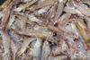 Farmed shrimp. Credit: Philip Chou/SeaWeb/Marine Photobank