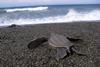 Leatherback sea turtle. Credit: NOAA