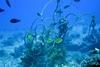 Derelict fishing gear snagged on a coral reef at Pearl and Hermes Atoll, Northwestern Hawaiian Islands. Credit: NOAA PIFSC CRED