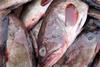 Consumers beware – your grouper may in fact be king mackerel