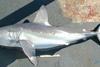 Porbeagle sharks will be listed as migratory species