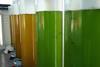 Planned project activities include the setting up of a trans-national collection of new strains of fast-growing microalgae