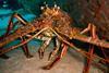 Spiny lobster. Credit: Becky A. Dayhuff/NOAA
