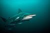 NOAA is against restricting the sale of shark fins Credit: Getty Images
