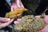 Carpet sea squirt. Credit: Scottish Association for Marine Science