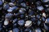 The Exmouth Mussel Company has achieved MSC certification