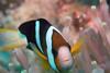 A Clark's anemonefish