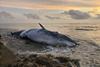 Stranded Bryde's whale
