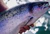 Scottish farmed salmon