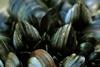 Green Seafoods' facility produces value-added blue mussels