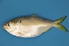 The menhaden. whose reproductive success is thought to be influenced primarily by climatic cycles