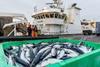 A crate of mackerel dockside at Peterhead