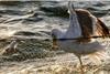 Birdlife International says bycatch from fishing is killing Europe’s seabirds in huge and unsustainable numbers