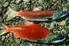 Sockeye salmon. Credit: U.S. Fish and Wildlife Service