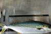 Clean Seas kingfish