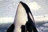 WDCS believes orcas are unsuitable for captivity