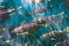 Researchers have tagged young bluefin tuna to learn annual migration patterns and vertical habitat use